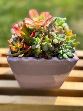 Beautiful Succulent Arrangement in Blush Pink Ceramic Pot